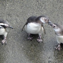 Kissing Penguins